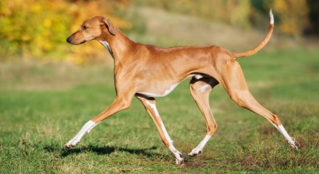 azawakh charakterystyka i pielęgnacja