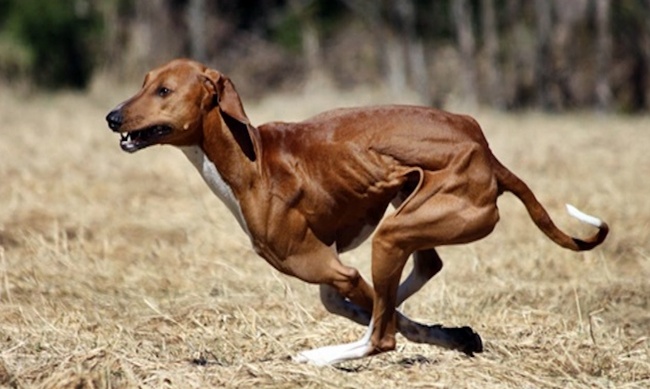 azawakh charakterystyka i pielęgnacja