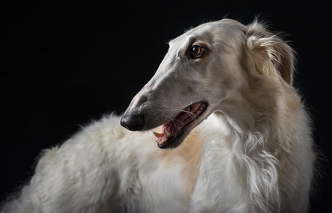 borzoj charakterystyka i pielęgnacja