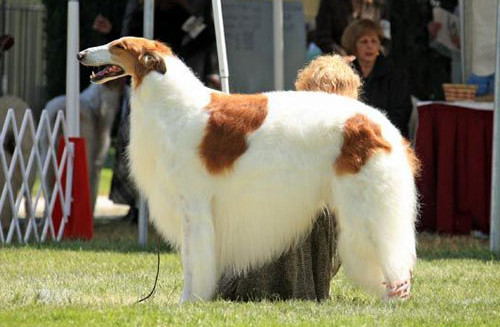 borzoj charakterystyka i pielęgnacja