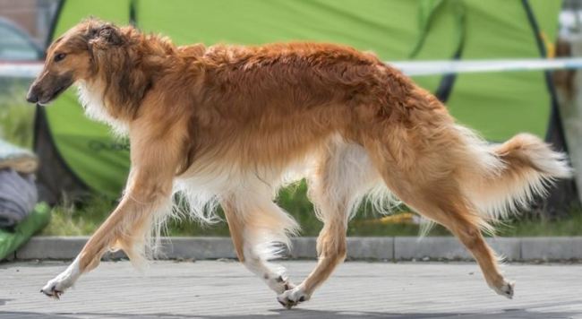 borzoj charakterystyka i pielęgnacja