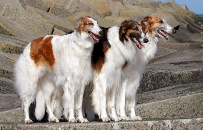 borzoj charakterystyka i pielęgnacja