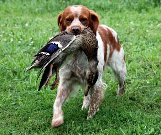 spaniel bretoński charakterystyka i pielęgnacja 