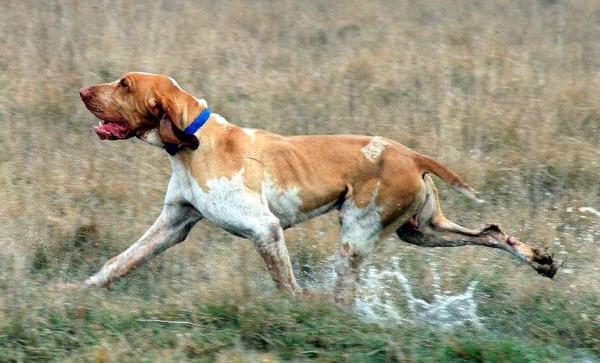 bracco italiano charakterystyka i pielęgnacja