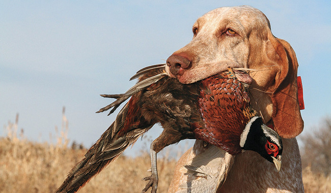 bracco italiano charakterystyka i pielęgnacja