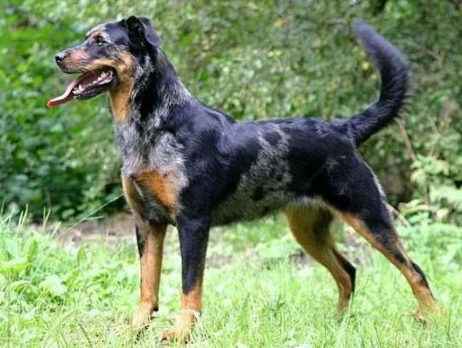 beauceron charakterystyka i pielęgnacja