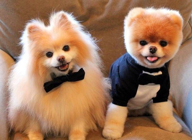 pomeranian charakterystyka i pielęgnacja