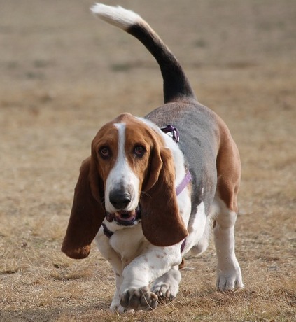 basset hound charakterystyka i pielęgnacja