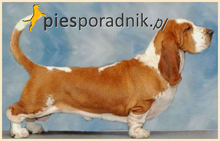 basset hound charakterystyka i pielęgnacja