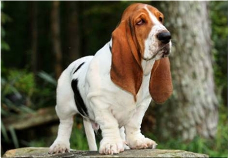 basset hound charakterystyka i pielęgnacja