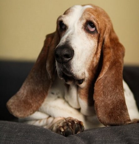 basset hound charakterystyka i pielegnacja