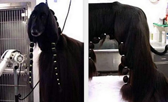 chart afgański charakter i pielęgnacja