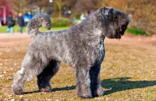 bouvier de Flandres charakterystyka i pielęgnacja