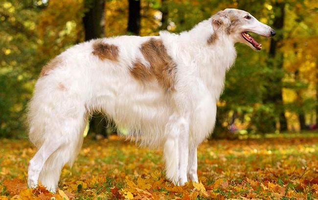 borzoj charakterystyka i pielęgnacja