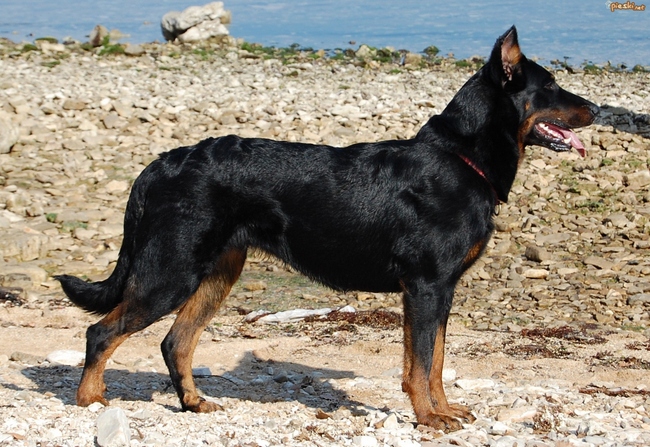 beauceron charakterystyka i pielęgnacja