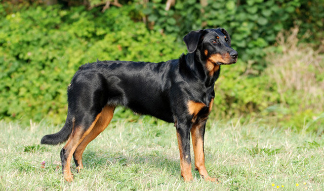 beauceron charakterystyka i pielęgnacja