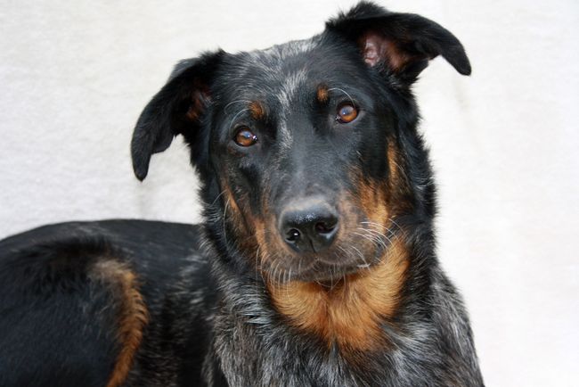 beauceron charakterystyka i pielęgnacja