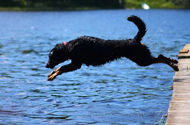 beauceron charakterystyka i pielęgnacja