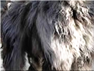 bergamasco charakterystyka i pielęgnacja