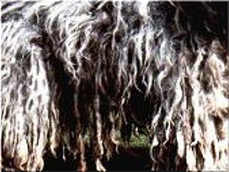 bergamasco charakterystyka i pielęgnacja