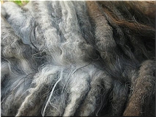 bergamasco charakterystyka i pielęgnacja