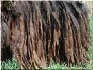 bergamasco charakterystyka i pielęgnacja