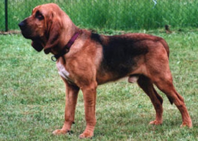 bloodhound charakterystyka i pielęgnacja