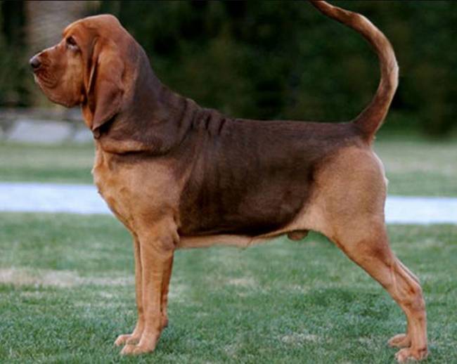 bloodhound charakterystyka i pielęgnacja