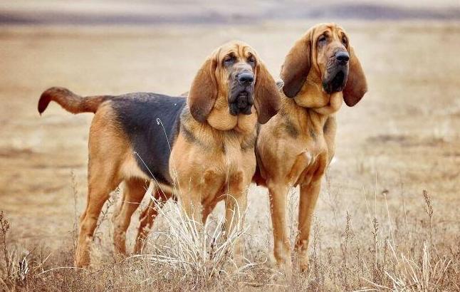 bloodhound charakterystyka i pielęgnacja