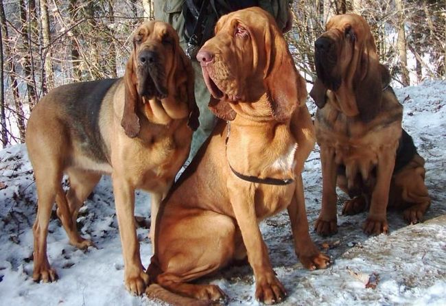 bloodhound charakterystyka i pielęgnacja