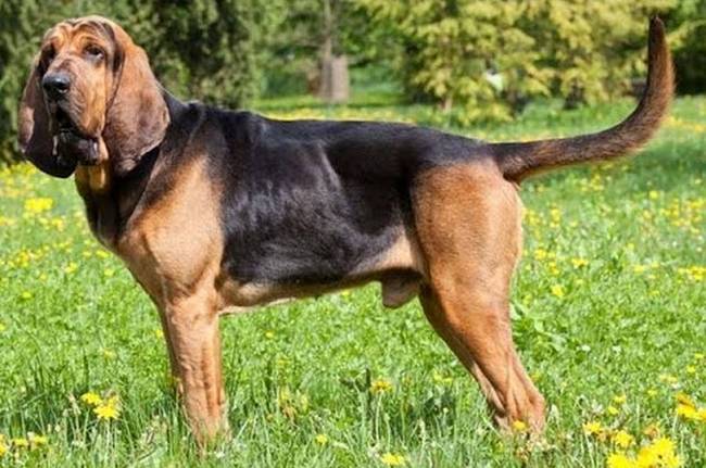 bloodhound charakterystyka i pielęgnacja