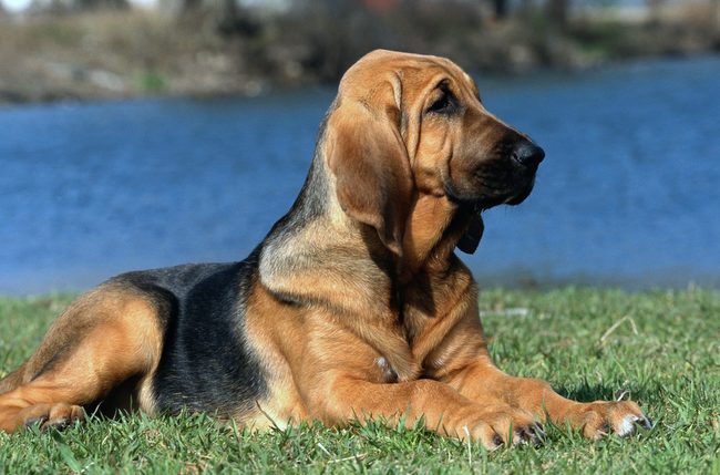 bloodhound charakterystyka i pielęgnacja