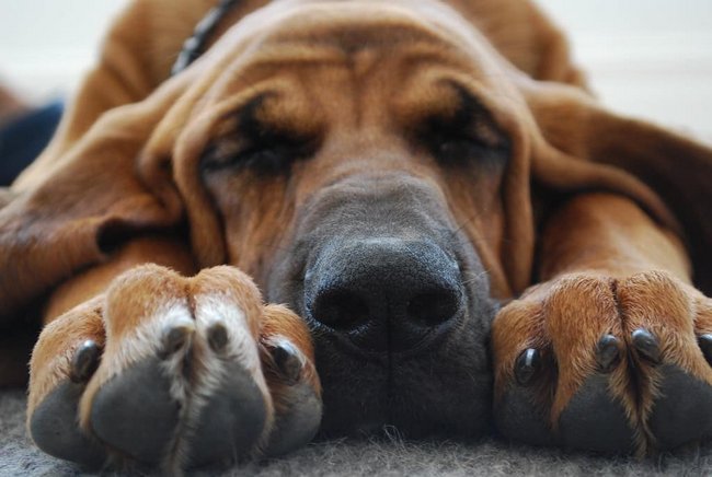 bloodhound charakterystyka i pielęgnacja