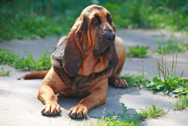 bloodhound charakterystyka i pielęgnacja