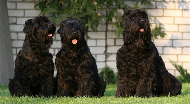 czarny rosyjski terier charakterystyka i pielęgnacja