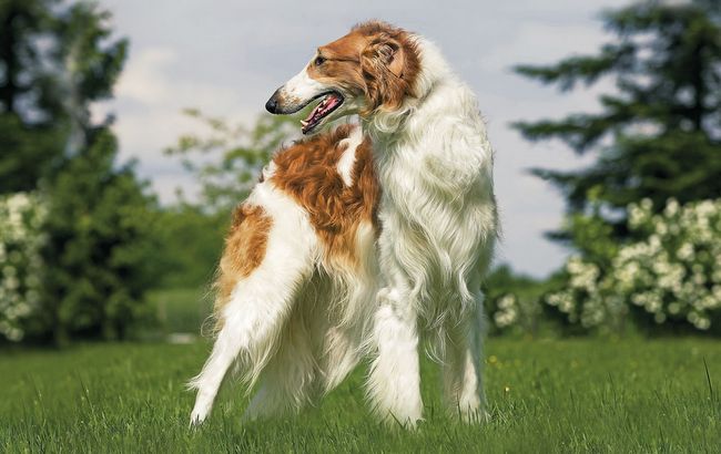 borzoj charakterystyka i pielęgnacja