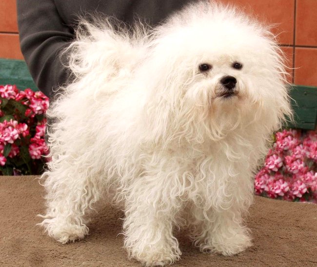 bichon bolonais charakterystyka i pielęgnacja