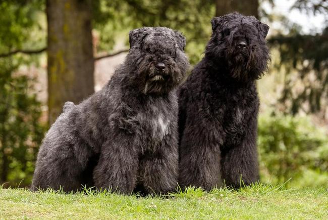bouvier de Flandres charakterystyka i pielęgnacja
