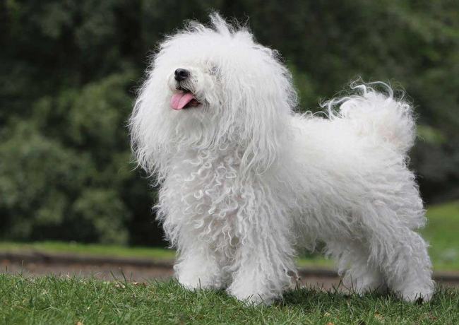 bichon bolonais charakterystyka i pielęgnacja