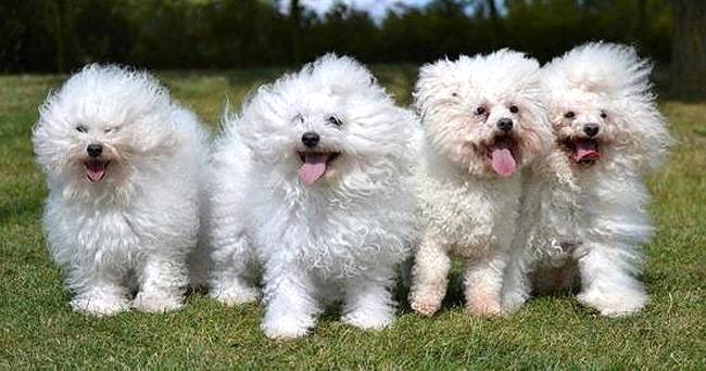 bichon bolonais charakterystyka i pielęgnacja