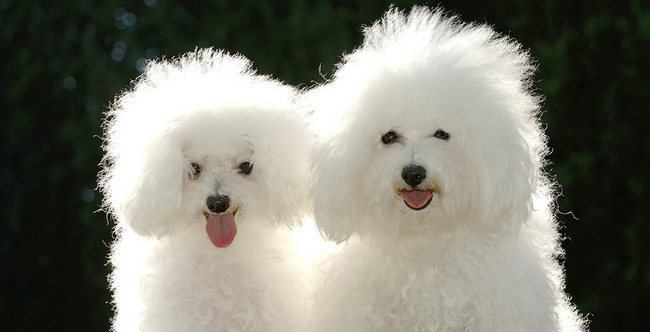 bichon bolonais charakterystyka i pielęgnacja