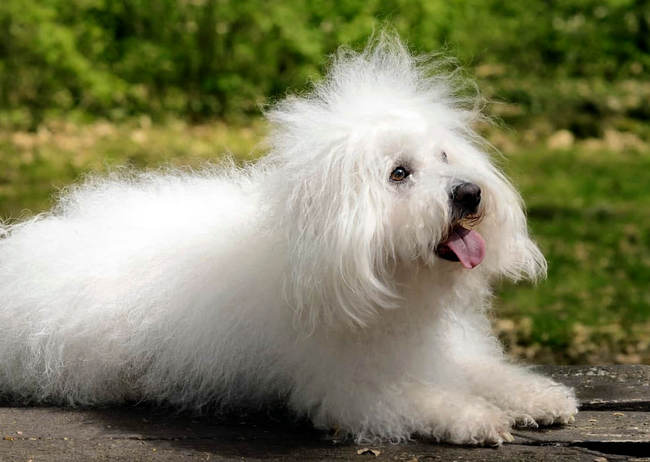 bichon bolonais charakterystyka i pielęgnacja