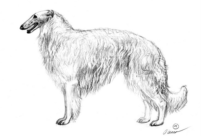 borzoj charakterystyka i pielęgnacja