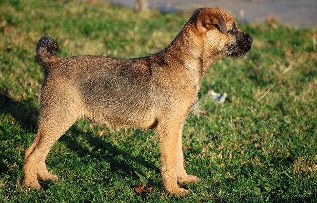 border terrier charakterystyka i pielęgnacja