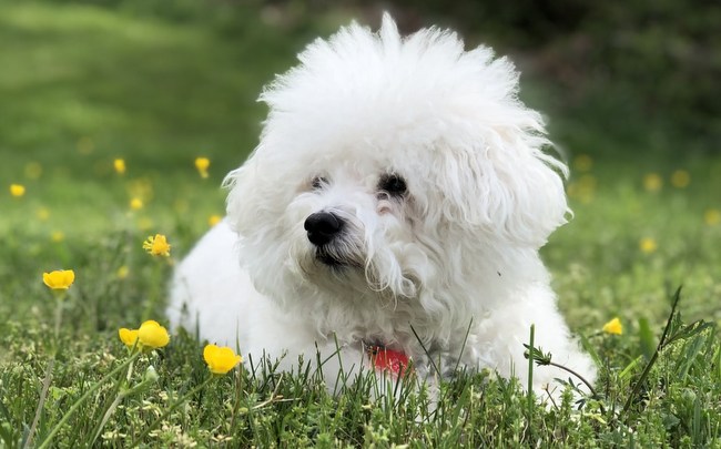 bichon bolonais charakterystyka i pielęgnacja