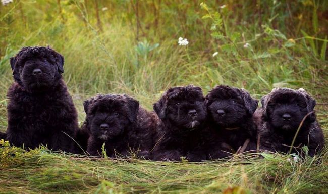 bouvier de Flandres charakterystyka i pielęgnacja