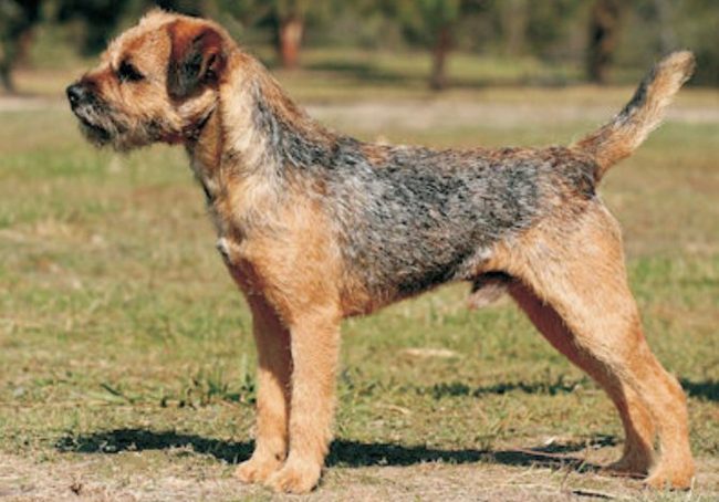 border terrier charakterystyka i pielęgnacja