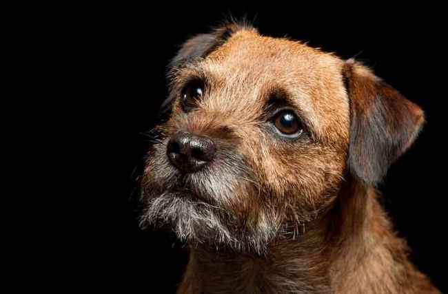 border terrier charakterystyka i pielęgnacja