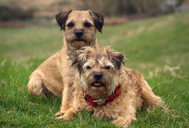 border terrier charakterystyka i pielęgnacja