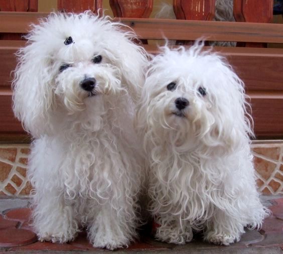 bichon bolonais charakterystyka i pielęgnacja